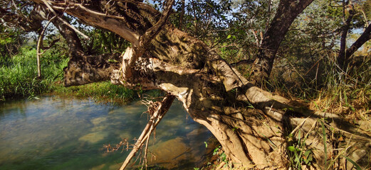 Árvore com as raízes començando a aparecer, quase caindo no rio São Francisco na região de...