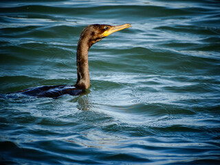 Biguá, também chamado de Pata-d'água, é uma ave aquática que estava nadando e procurando...