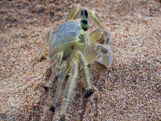 Carangueijo-fantasma ou papa-defunto fotografado em praia de um município do estado do Espírito Santo, Brasil.