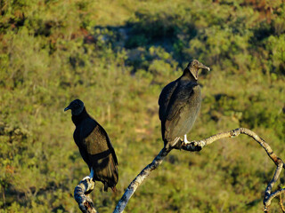 Casal de Urubus fotografado em árvore na região rural do bairro Jardim das Oliveiras, município...