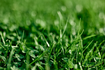 Fresh leaves of young green grass taken close-up on a summer sunny day in the light of a sunset sky, The concept of ecology and care for the environment and the planet