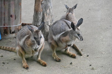 Naklejka premium 多摩動物公園の並んでいるところがとってもかわいいワラビー