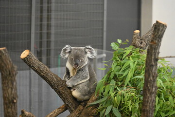 多摩動物公園のかわいいコアラ