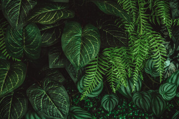 Monstera green leaves or Monstera Deliciosa in dark tones(Monstera, palm, rubber plant, pine,...