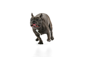 Studio shot of little purebred dog, black color French bulldog running isolated over white background. Concept of activity, pets, care, vet, love, animal life.