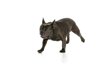Studio shot of little purebred dog, black color French bulldog running isolated over white background. Concept of activity, pets, care, vet, love, animal life.