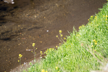 春の小川と菜の花