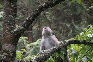 A monkey facing upward