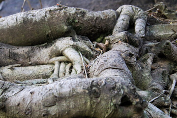 roots of a tree