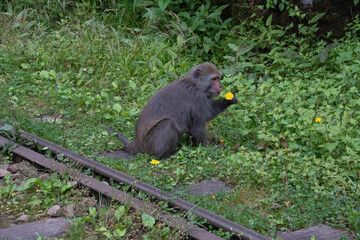 A monkey picks up a yellow flower