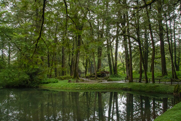 Forest and lake paints a green mirror image