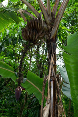 Linda bananeira rocha em quintal de s&iacute;tio, localizado em meio a muita vegeta&ccedil;&atilde;o na regi&atilde;o de Igarap&eacute;, Minas Gerais, Brasil.