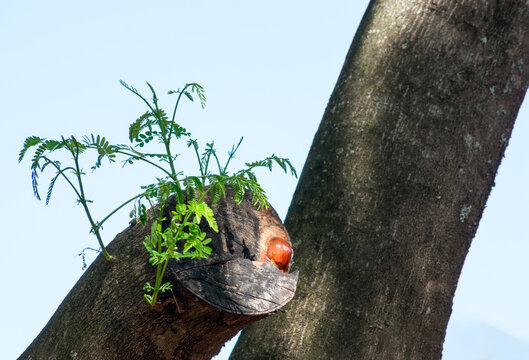 Linda &aacute;rvore com seiva saindo de um dos tronco em quintal de s&iacute;tio, localizado em meio a muita vegeta&ccedil;&atilde;o na regi&atilde;o de Igarap&eacute;, Minas Gerais, Brasil.