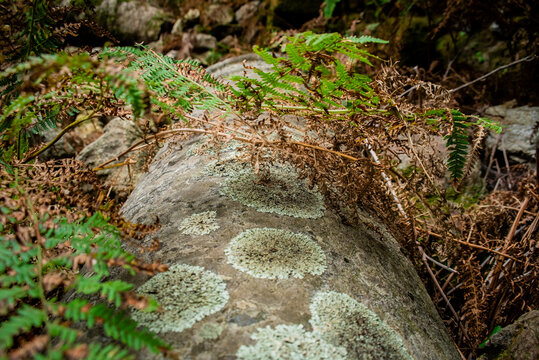 Particolare di resti di una colonna di un tempio antico nel bosco con licheni