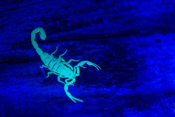 Striped Bark Scorpion under a black light - Centruoides vittatus