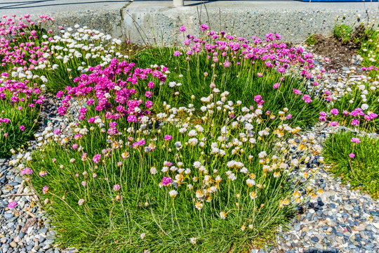 Shoreline Flower Garden 3