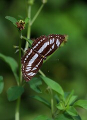 butterfly on green leaf