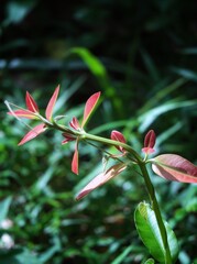 red color young shoots


