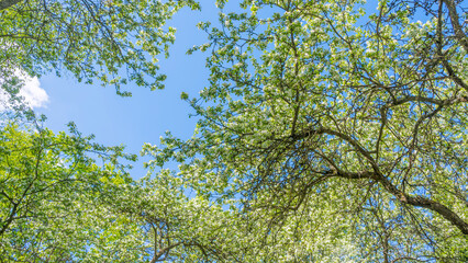 Flowering orchard in spring time. Seasonal background. Apple orchard in the middle of the spring season. Agriculture.