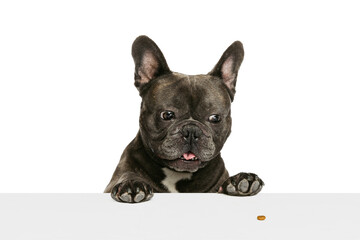 Portrait of beautiful small dog, black color French bulldog posing isolated over white background. Concept of activity, pets, care, vet, love, animal life.