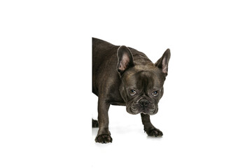 Adorable smart dog, French bulldog posing isolated over white studio background. Concept of activity, pets, care, vet, love, animal life.