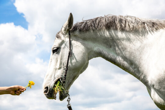White horse sniffs a yellow dandelion on a background of sky with clouds. Girl's hand holding a flower.
