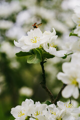 Apple tree's flower