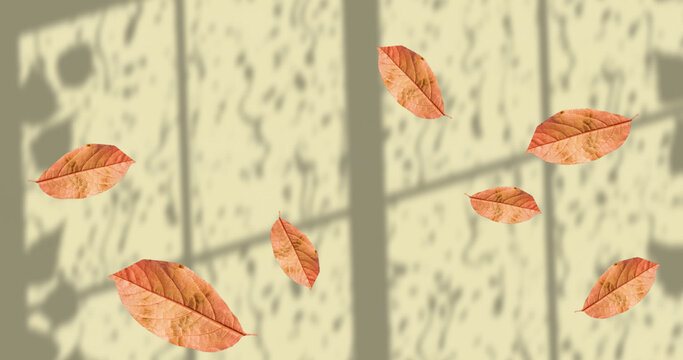 Image of fall leaves floating over window shadow on yellow background