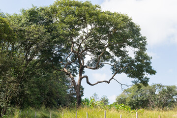 Lindo Angicos, árvore de grande porte nativa, essa fotografada em sítio localizado em Juatuba,...