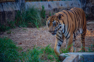Tiger walking in a safari park