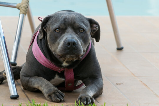 Lindo Pit bull, termo usaso nos Estados  Unidos para um tipo de cão descendente de billdogs e terriers. Esse fotografado em sítio localizado em Juatuba, Minas Gerais, Brasil.