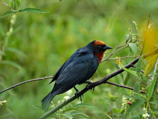Lindo Garibaldi fotografado em galho de árvore, localizada na região rural do bairro Jardim das...
