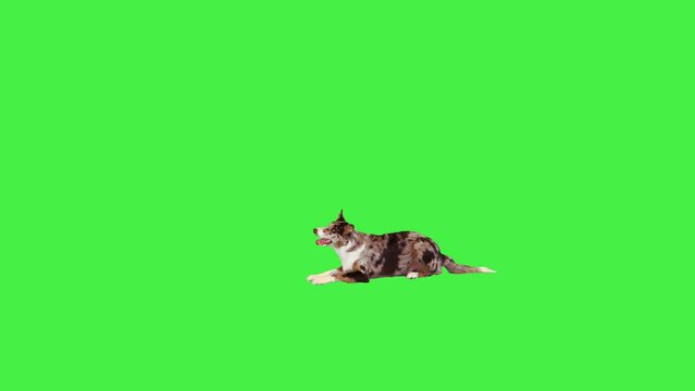 Alert Collie Dog On Green Screen Background. Images – Browse 20 Stock ...