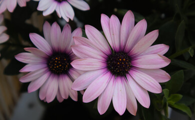 Obraz premium Rosa Blume