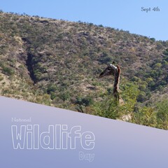 Wildlife day text over purple banner against giraffe in the forest