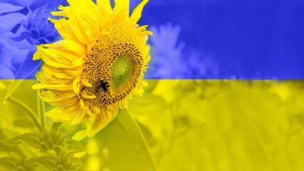 Banner. Ukrainian flag. Sunflower with a bee. The concept of solidarity and peace in Ukraine. The sunflower is a symbol of Ukraine. 