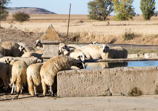 Reba&ntilde;o de ovejas churras bebiendo en una fuente. T&aacute;mara de Campos, Palencia, Espa&ntilde;a