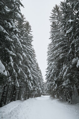 A trail in the pine wood covered with snow after heavy and severe snowfall. Snowy road in the forest at winter