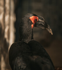 close up portrait of the southern ground hornbill (Bucorvus leadbeateri) formerly known as bucorvus cafer.