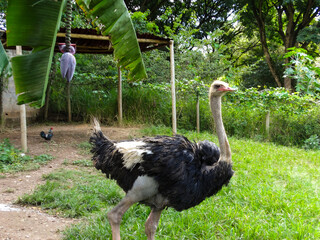 Pequeno viveiro de aves com um lindo avestruz e outros, localizado em parque no município de...