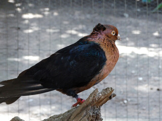 Pequeno viveiro de aves com um lindo pombo arcanjo e outros, localizado em parque no município de...