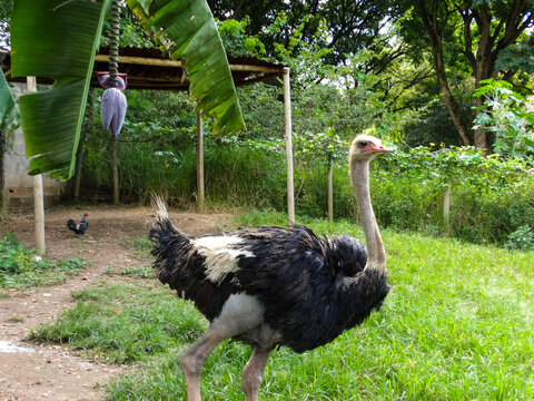 Pequeno viveiro de aves com um lindo avestruz e outros, localizado em parque no município de Matheus Leme, Minas Gerais, Brasil.