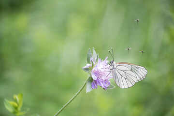 Schmetterling