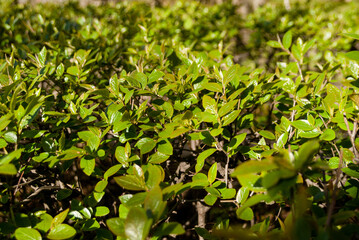 Fototapeta na wymiar Leaves of a green shrub under the sun