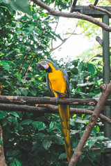A parrot in the outdoor. Picture taken at the Malacca Zoo, Malacca, Malaysia.