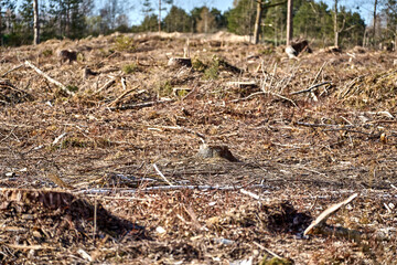 Wood cutting, destroying the environment. Field with tree stumps.