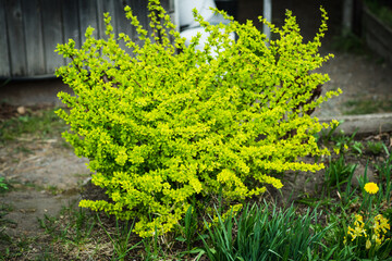 Barberry bush with golden leaves in the garden. Selective focus. Shallow depth of field.