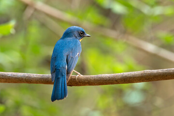 Naklejka premium Tickell's blue flycatcher (Cyornis tickelliae) photographed in Mumbai in Maharashtra, India