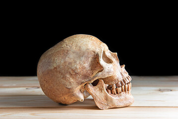 Human skull on wooden board with still life style