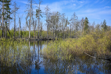Spring day on the forest river.